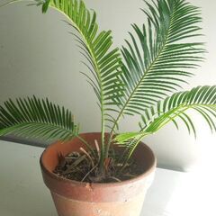 ソテツ 素焼き鉢植えの画像