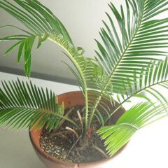 ソテツ 素焼き鉢植えの画像