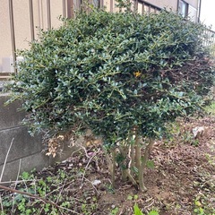 ツゲの木ともう1本🌳の画像