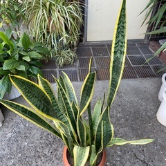 観葉植物　サンセベリア　高さ１０５センチ
の画像
