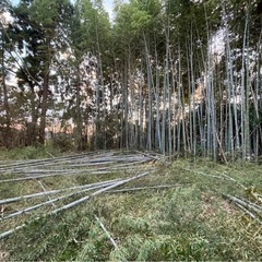 竹無償でお譲りします！