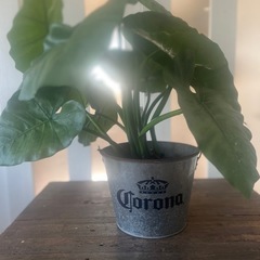 人工観葉植物 アロカシア ポット 光触媒加工 高さ53cm インテリアグリーン フェイクグリーンの画像