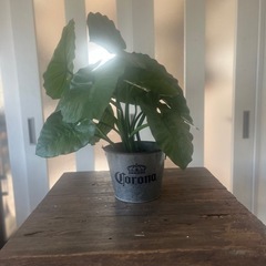 人工観葉植物 アロカシア ポット 光触媒加工 高さ53cm インテリアグリーン フェイクグリーンの画像