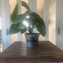 人工観葉植物 アロカシア ポット 光触媒加工 高さ53cm インテリアグリーン フェイクグリーンの画像