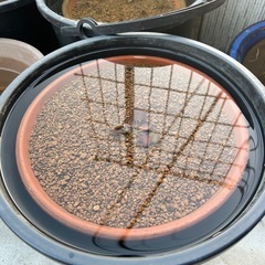 姫睡蓮　赤色の画像