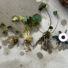 姫睡蓮　赤色の画像