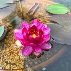 姫睡蓮　赤色の画像