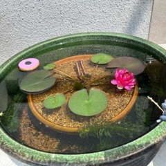 姫睡蓮　赤色の画像