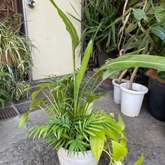 観葉植物　寄せ植え　高さ９０センチの画像