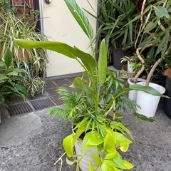 観葉植物　寄せ植え　高さ９０センチの画像