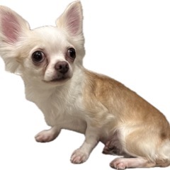 おやつ大好き！ニコニコチワワちゃん💖