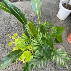 観葉植物　寄せ植え　高さ９０センチの画像