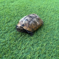 イシガメ　里親募集