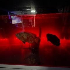 大型水槽譲ってください。　九州県内でしたら取りに行きます