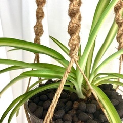 【お話中】🪴観葉植物・オリヅルランの画像