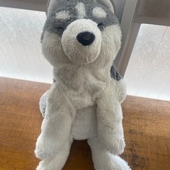 シベリアンハスキーの画像