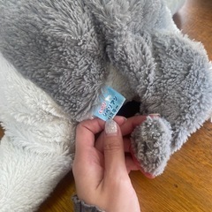 シベリアンハスキーの画像