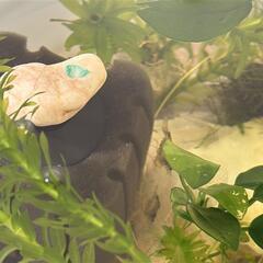 【引越しのため】水槽内生物：ヤマトヌマエビ・ミナミヌマエビ・マツモ若干　込み 500円の画像