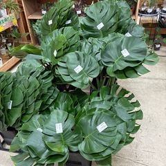 モンステラ切葉　1️⃣の画像