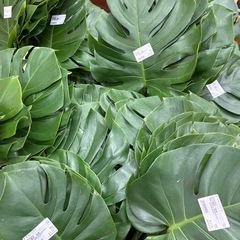 モンステラ切葉　1️⃣の画像