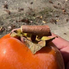 渋柿(庄内柿系)の画像