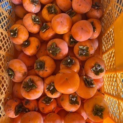 渋柿(庄内柿系)の画像