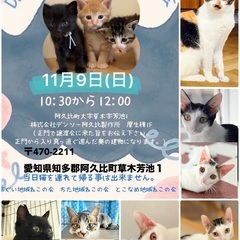 💕ねこちゃん譲渡会１１月９日１０時半〜１２時へ会いに来てね😺