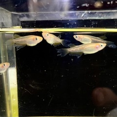 レッドフレイムの画像