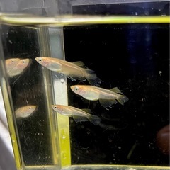 レッドフレイムの画像