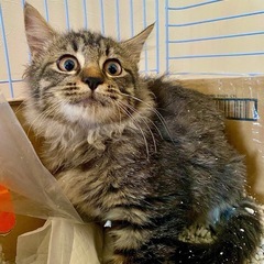 もふもふちゃんの子猫です！