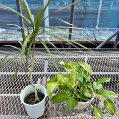 取り引き中観葉植物5鉢セット　マッサン、コンシンネ、コーヒーの木、ベンガレンシス、ポトスの画像