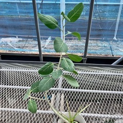 取り引き中観葉植物5鉢セット　マッサン、コンシンネ、コーヒーの木、ベンガレンシス、ポトスの画像