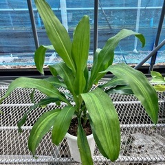 取り引き中観葉植物5鉢セット　マッサン、コンシンネ、コーヒーの木、ベンガレンシス、ポトスの画像