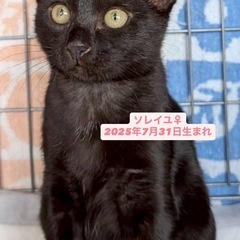 譲渡会参加猫は20匹以上！積極的女子💖ソレイユ💖