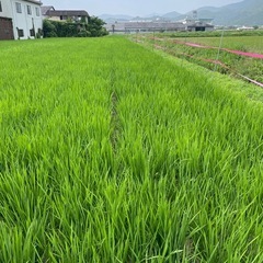 　　令和7年度産　キヌヒカリ　玄米　自家栽培米　10kg〜の画像