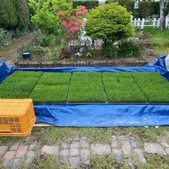 　　令和7年度産　キヌヒカリ　玄米　自家栽培米　10kg〜の画像