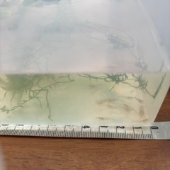 ☘️ミナミヌマエビ20匹＋α と水草☘️の画像