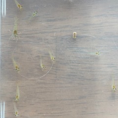 ☘️ミナミヌマエビ20匹＋α と水草☘️の画像