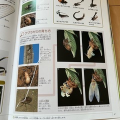 生き物 本 まとめうりの画像