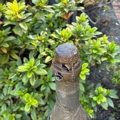 フランス、シャンパンLANSON、ジャンク品
の画像