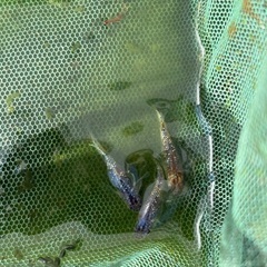 メダカ　ruban Z earth オリジナルの画像