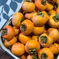 干し柿 焼酎漬け用 渋柿100個の画像