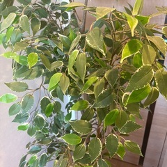 IKEA 造花　鉢つきの画像