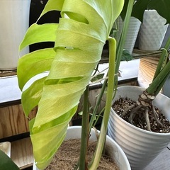 新芽出ました！観葉植物 モンステラ 高級感のある陶器鉢 の画像
