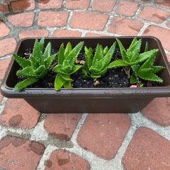 アロエ、子株の画像