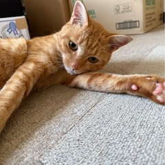 11月9日（日）小郡市力武13-7🏠譲渡会参加猫は20匹以上！ゴ...