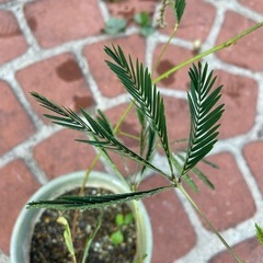 おじぎ草の画像