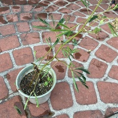 おじぎ草の画像