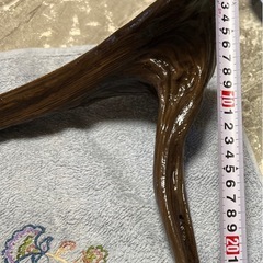 流木30cm±の画像