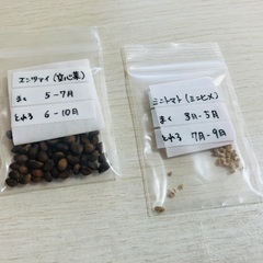 🌱野菜・ハーブの種色々の画像